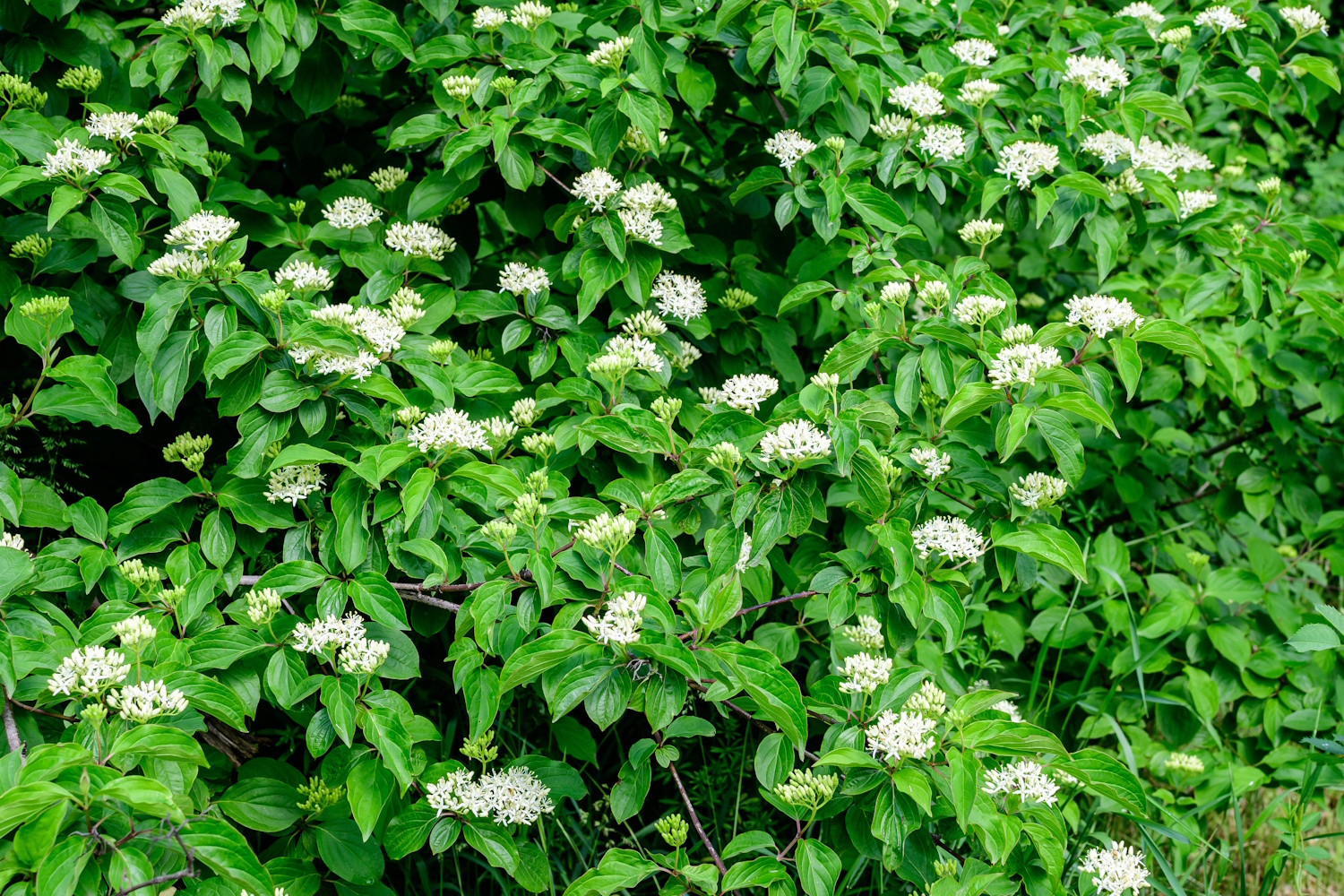 Cornus Alba | Meglepetés Cornus Alba