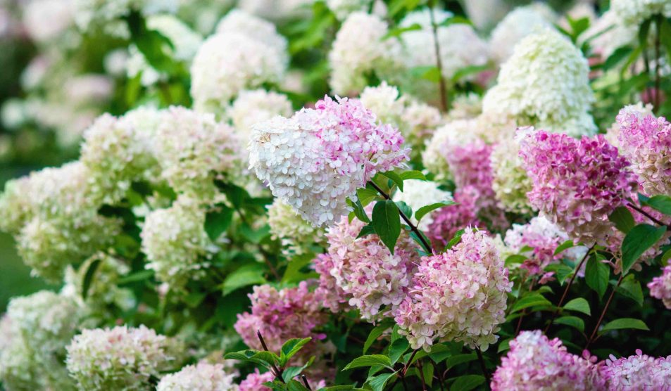Vanille Fraise hortenzia | Meglepetés Vanille Fraise hortenzia a kertben