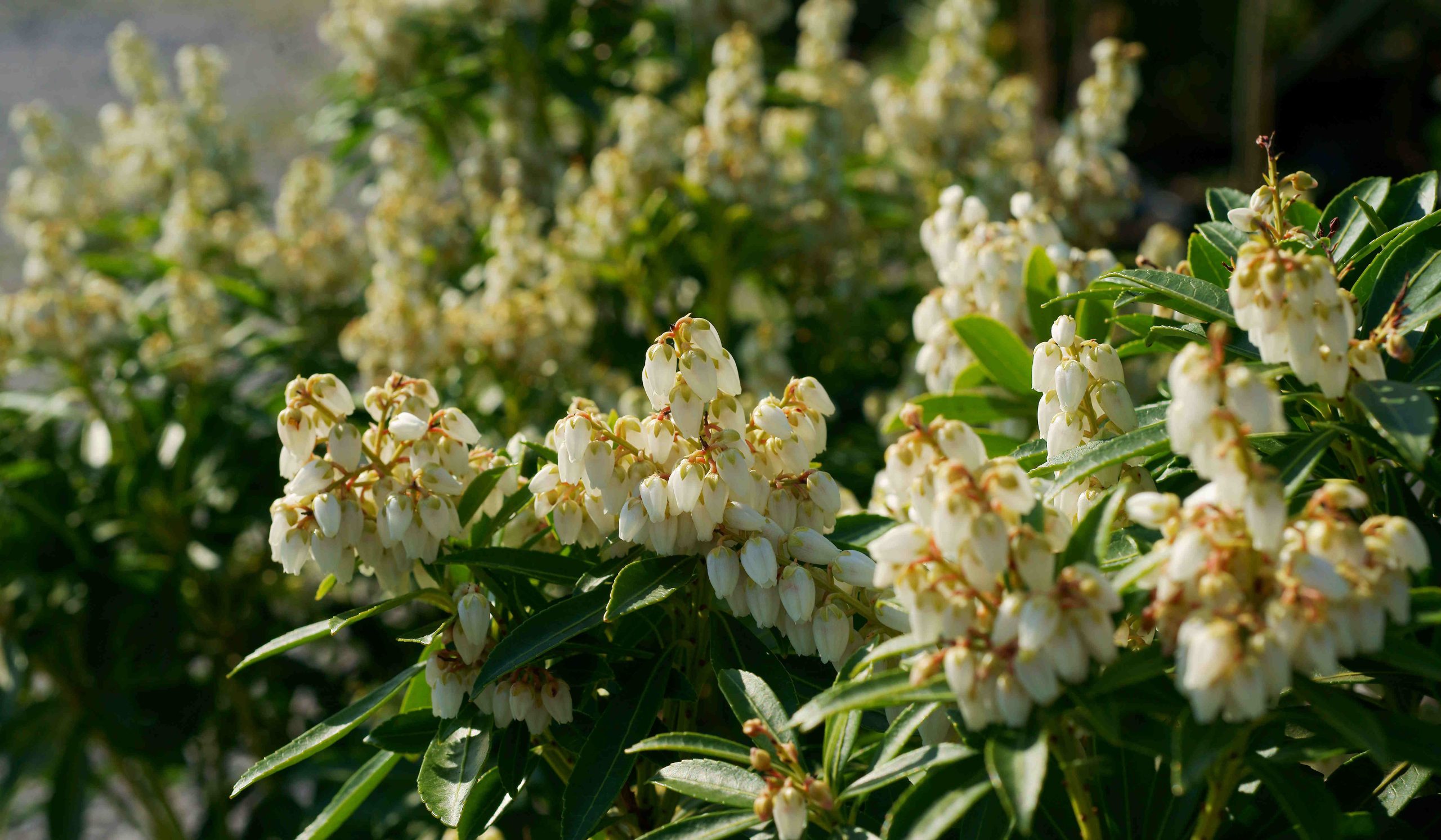 japán babérhanga | Meglepetés A Pieris japonica ‘Debutante’ elegáns, gömb formájú örökzöld cserje
