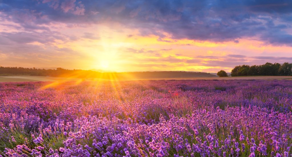 naplemente provence-ban a levendulamezők fölött
