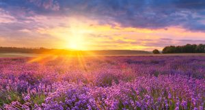naplemente provence-ban a levendulamezők fölött