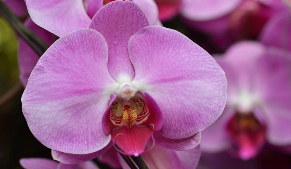 rózsaszín orchidea közelről | Meglepetés rózsaszín orchidea közelről