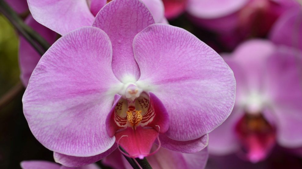 rózsaszín orchidea közelről