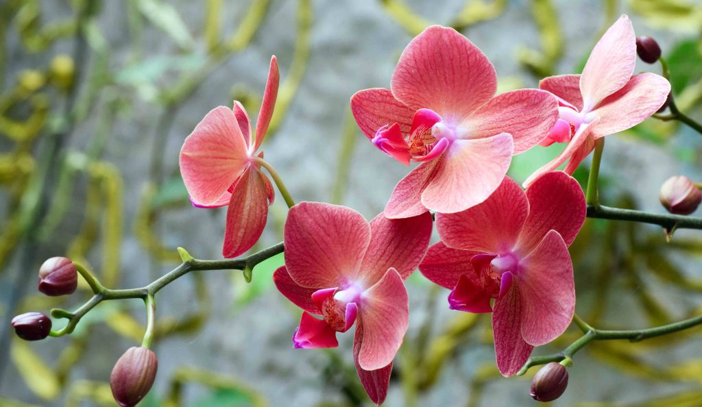 Gyönyörű virágzó orchidea