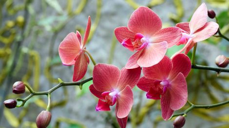 Gyönyörű virágzó orchidea