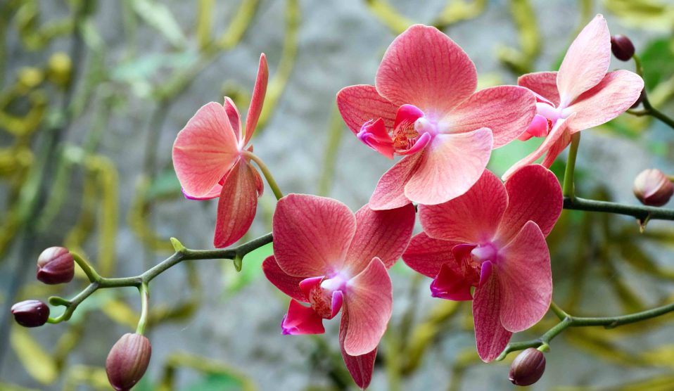 Gyönyörű virágzó orchidea
