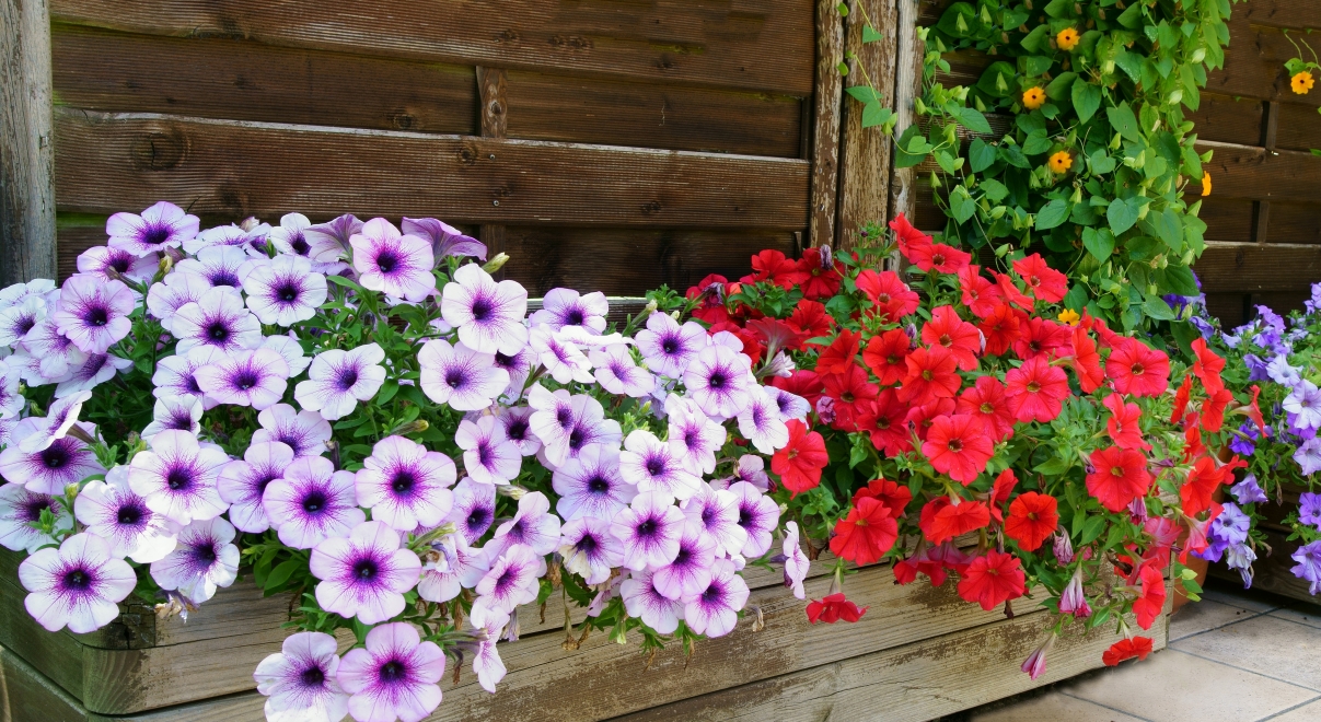 színes petúniák