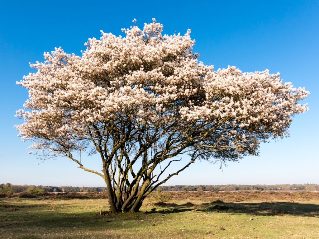 Amelanchier | Meglepetés