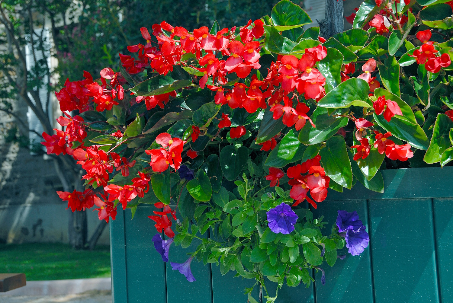 BEGONIA DRAGON WING | Meglepetés