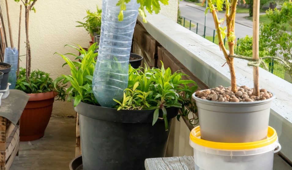 műanyag palackos csepegtető otthonra növényekhez