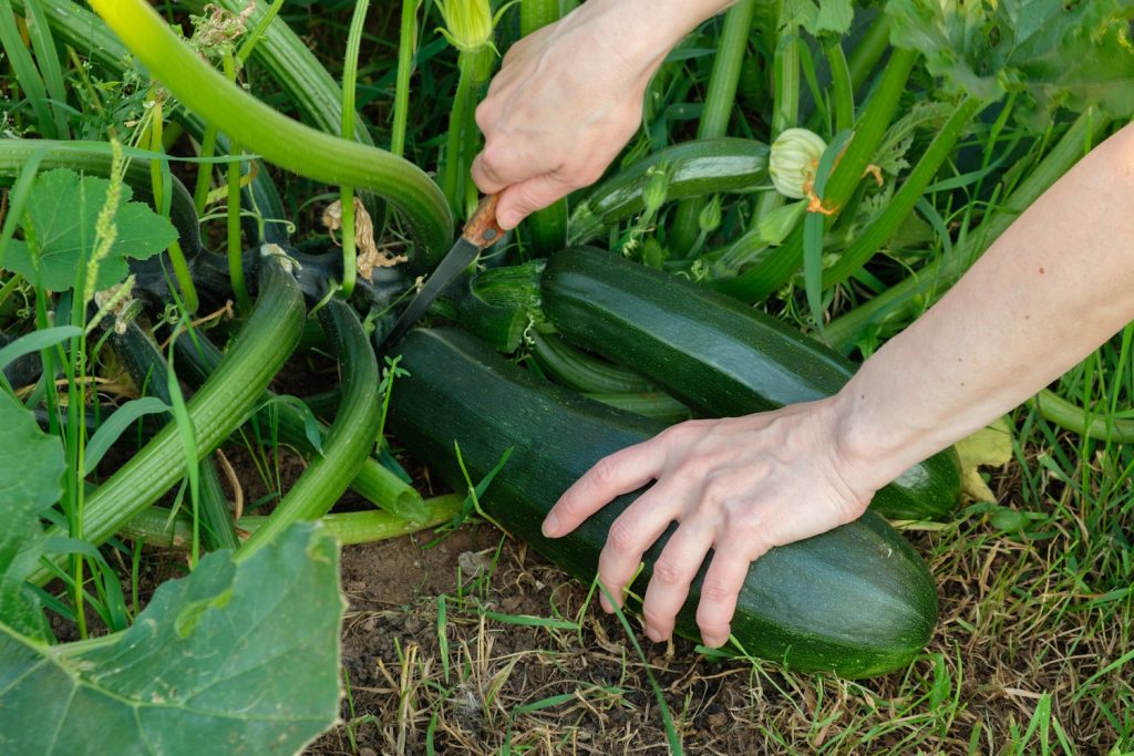 Woman cuts green ripe zucchini from the bush Organic farming | Meglepetés cukkinit szüretel a kertben egy nő