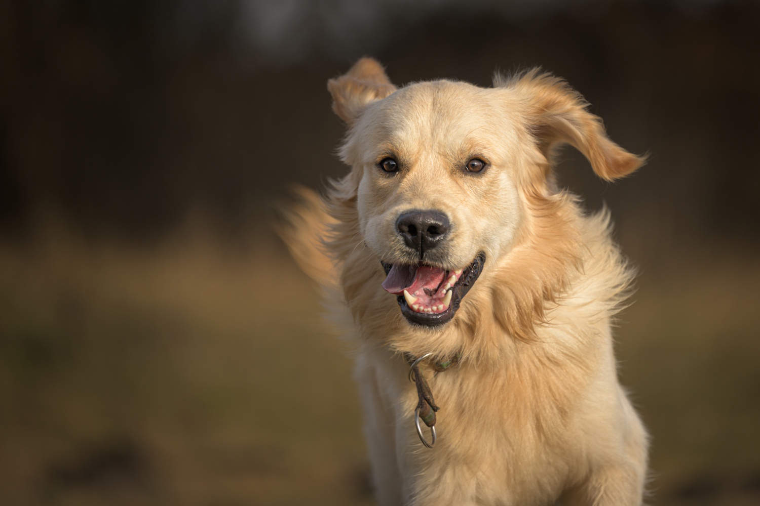 Golden retriever