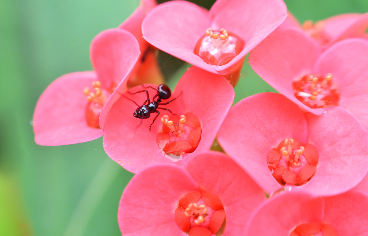 hangya orchideán | Meglepetés hangya orchideán