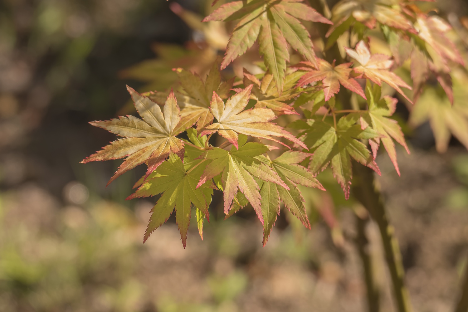 japán juhar