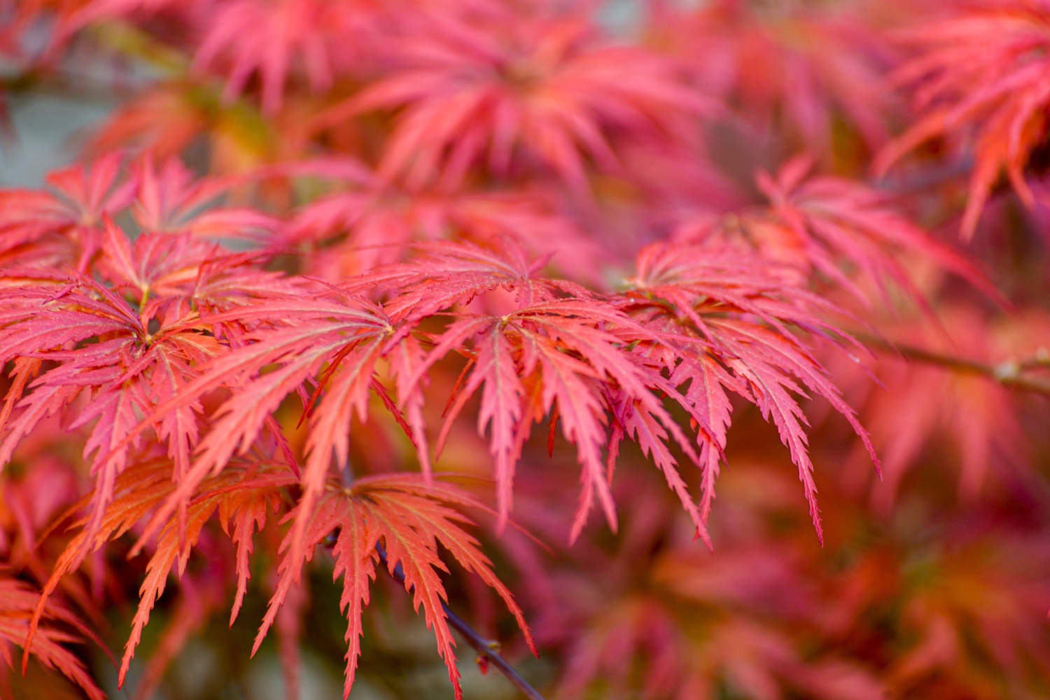 japán juhar