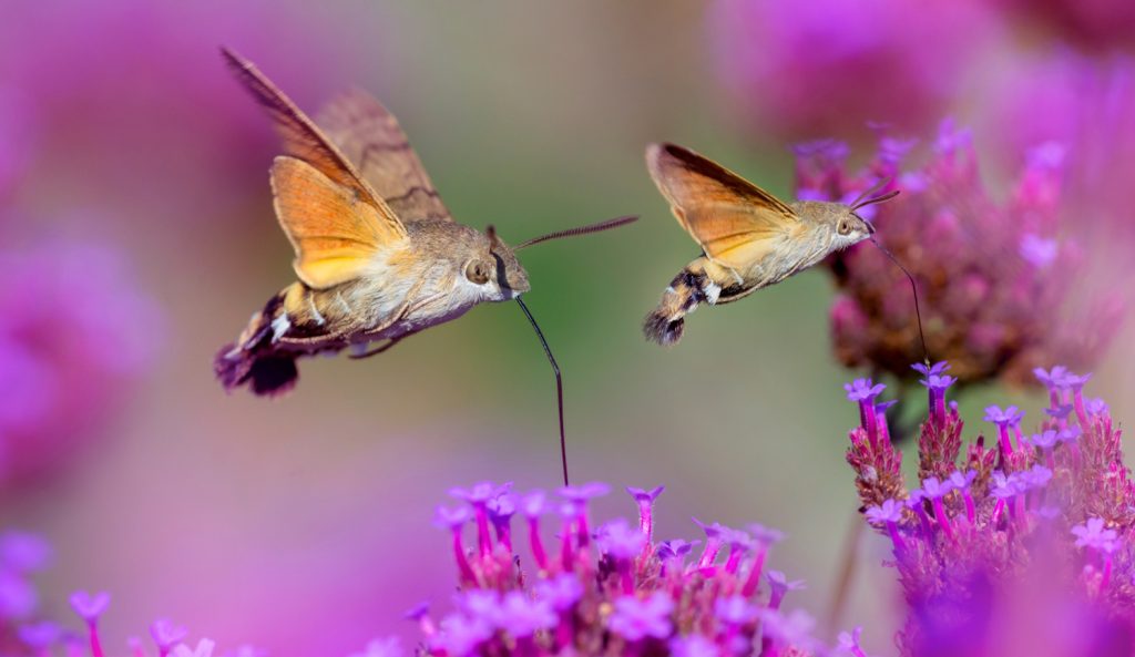 kacsafarku-szender | Meglepetés kacsafarkú szender a magyar kolibri