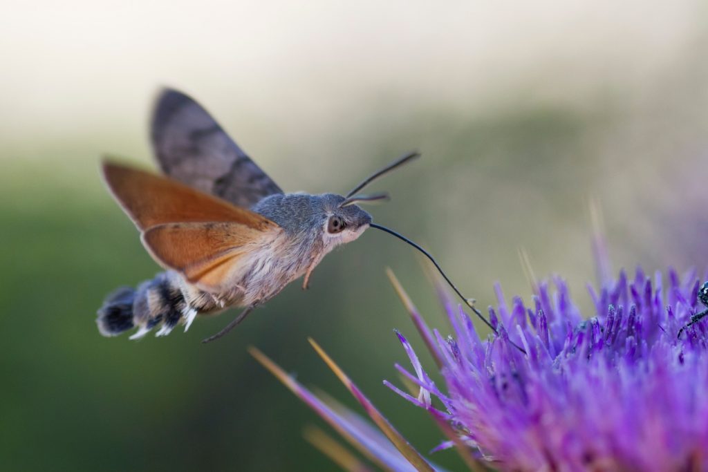 kacsafarku-szender2 | Meglepetés A kacsafarkú szender olyan, mintha egy kolibri lenne