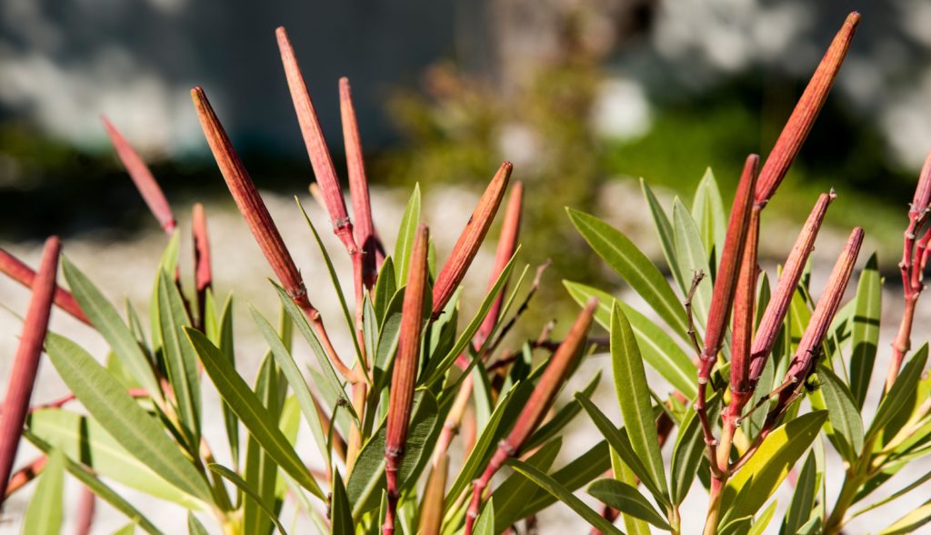 mature pods with oleander seeds | Meglepetés leander termése magtok
