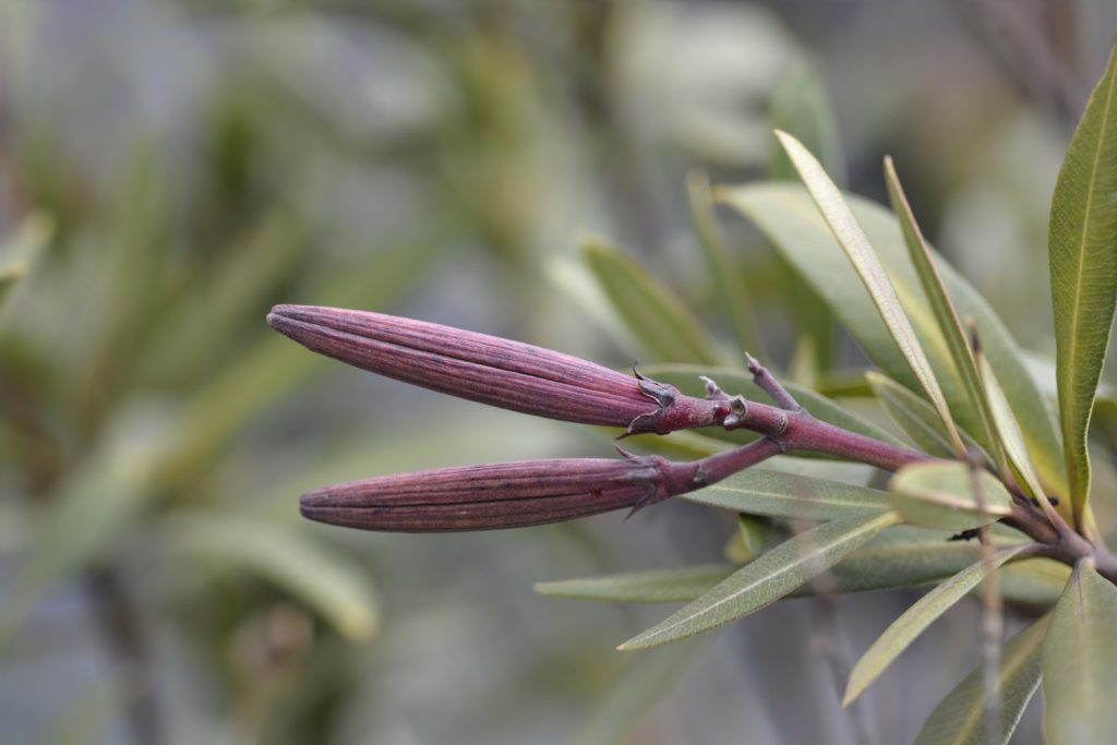 Common oleander seed pods - Latin name - Nerium oleander | Meglepetés leander termése magtok