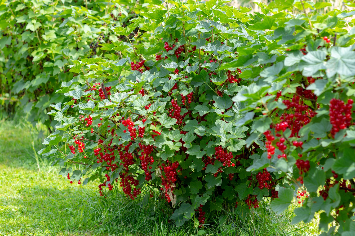 Ribizli