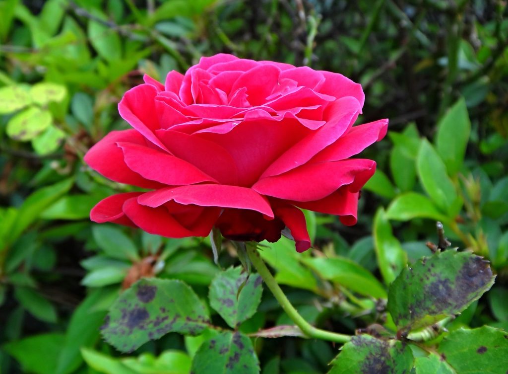 Pink rose flower blooming in a garden showing blackspot disease on its leaves | Meglepetés rózsa levelén fekete foltosság