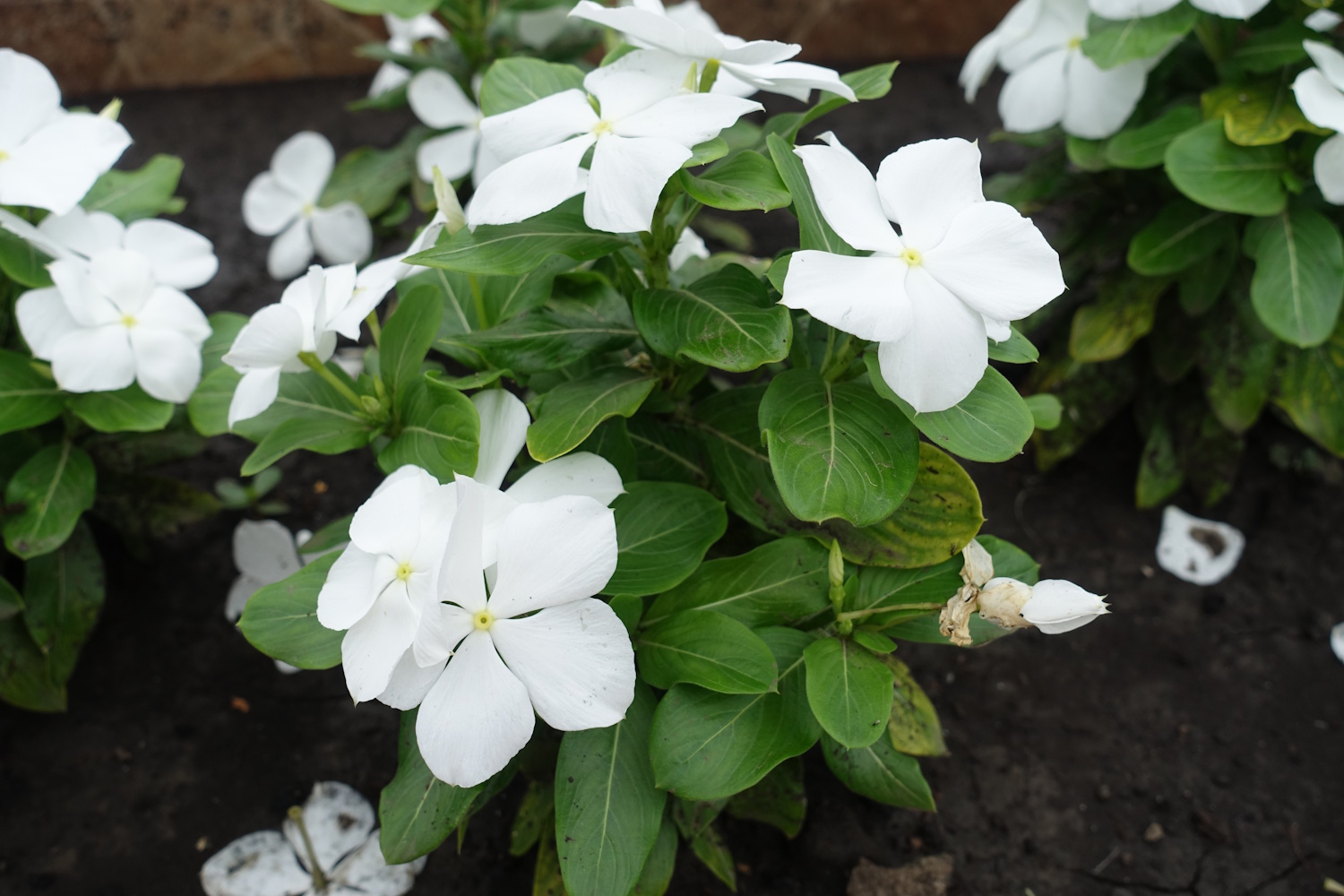 Plenitude of white flowers of Catharanthus roseus in July | Meglepetés rózsás meténg fehér