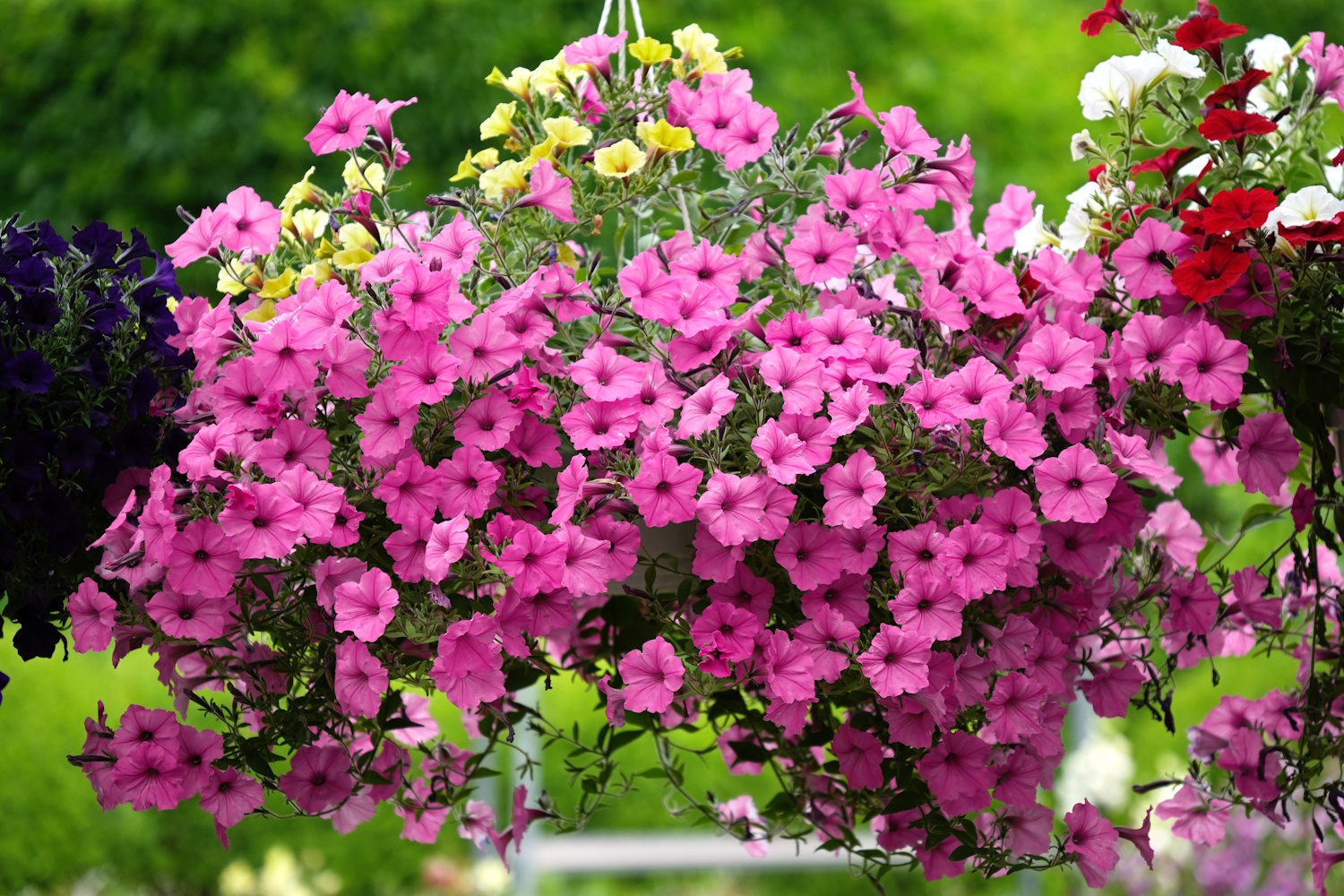 Supertunia petunia Vista Bubblegum profusely blooming closeup in summer garden | Meglepetés