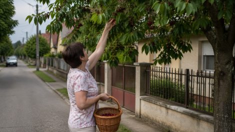 nő gyümölcsöt szed a háza előtt álló gyümölcsfáról