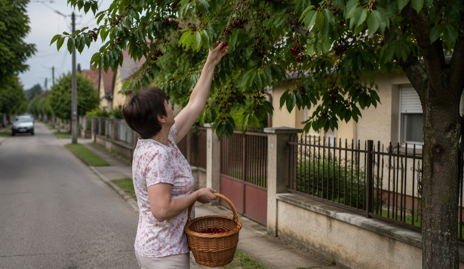 nő gyümölcsöt szed a háza előtt álló gyümölcsfáról