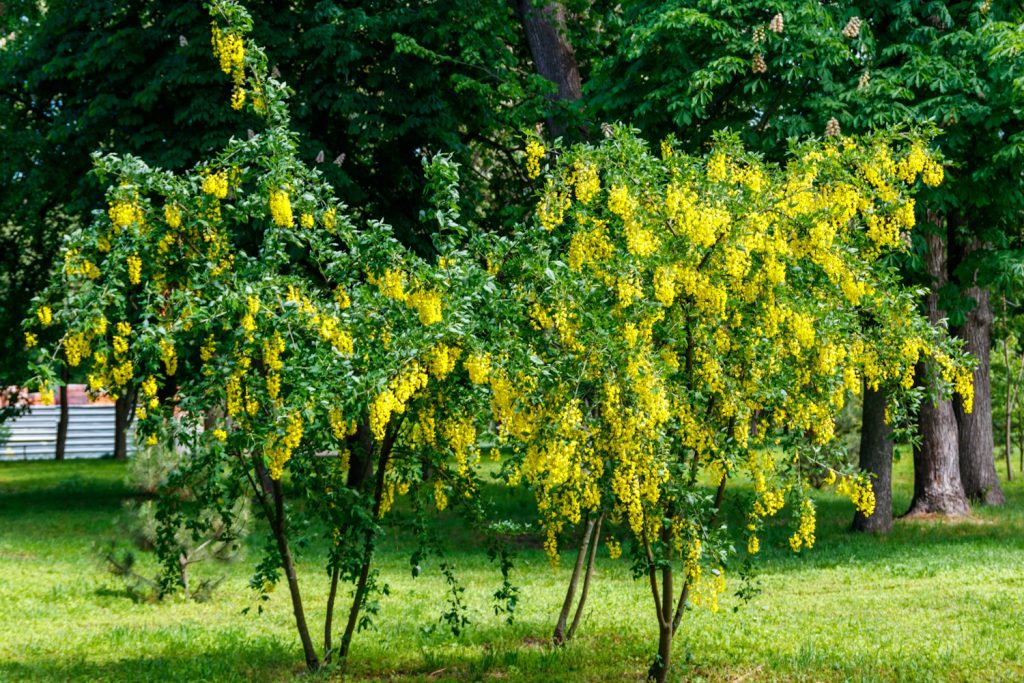Blooming yellow acacia tree (Caragana arborescens) | Meglepetés borsófa kertben szoliterként