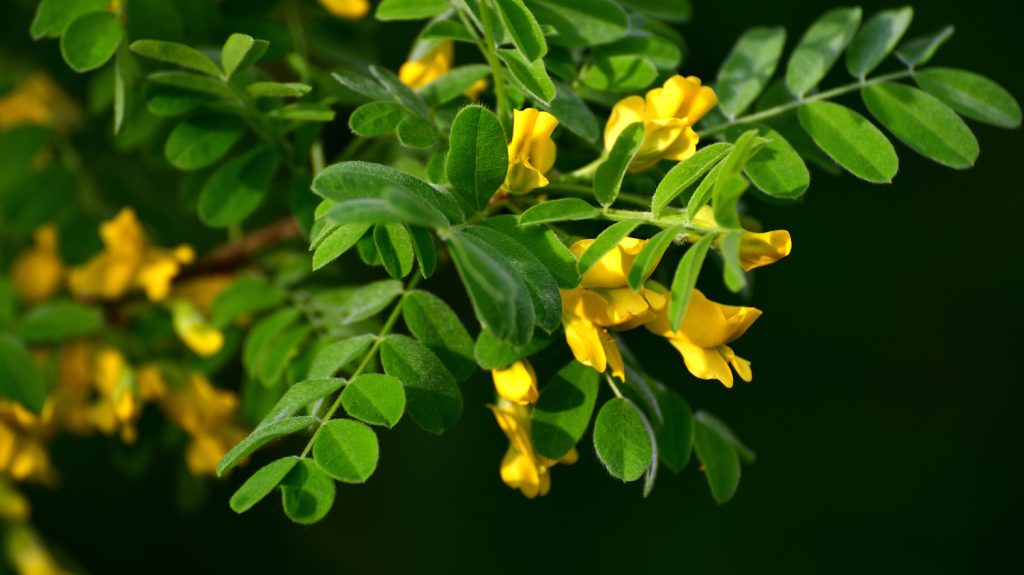 A Caragana arborescens or an yellow acacia | Meglepetés borsófa sárga virága tavasszal