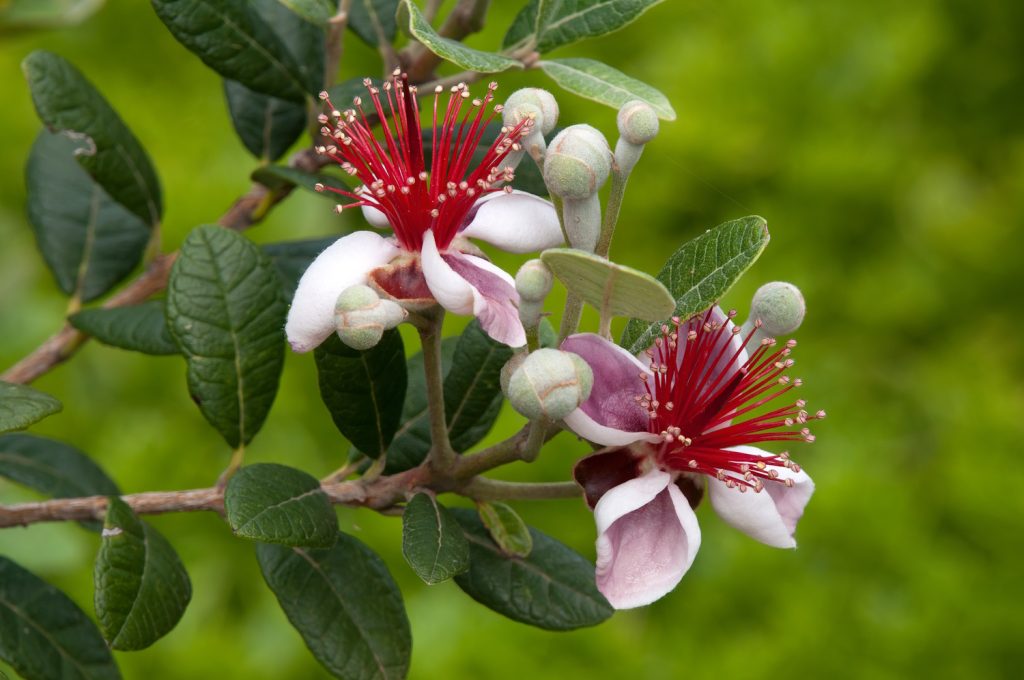 feijoa szép virága