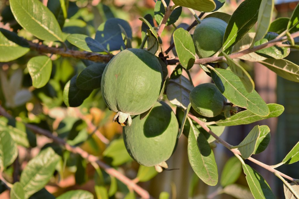 feijoa termése fán