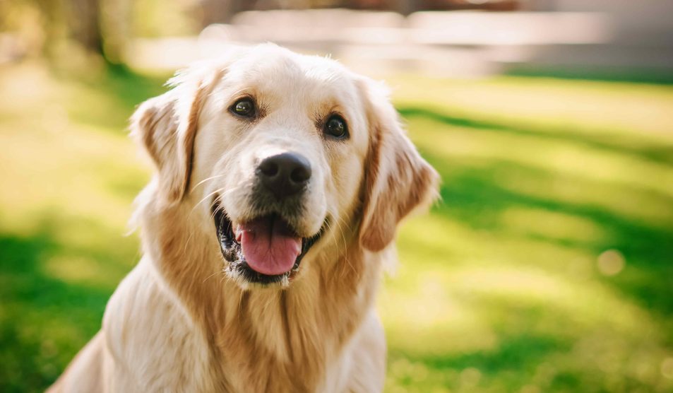 Golden Retriever