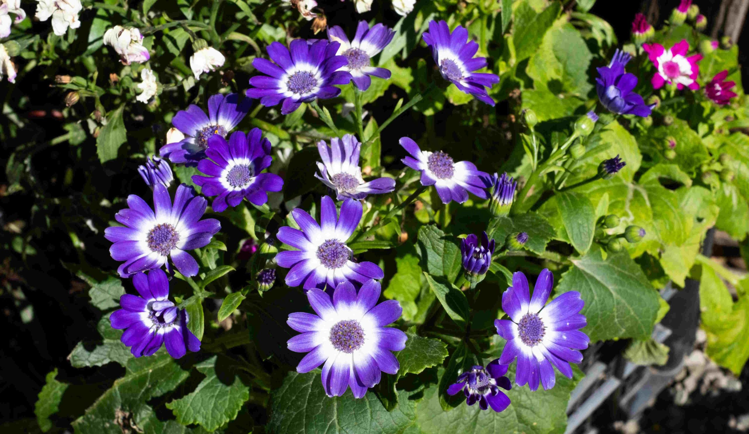 Kék cineraria a kertben