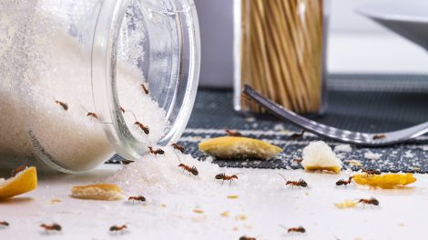 hangyák a konyhában kiömlött cukrot esznek