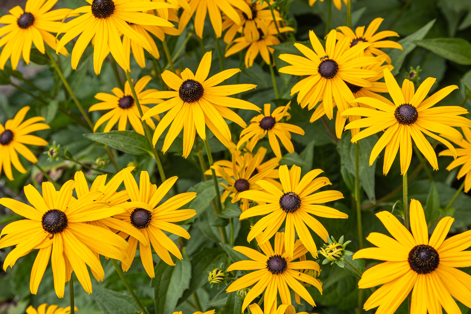 Yellow rudbeckia flowers in full bloom | Meglepetés Kúpvirág