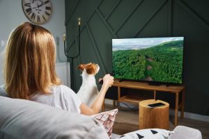 Kutya a gazdája ölében ül és nézi a tévét
