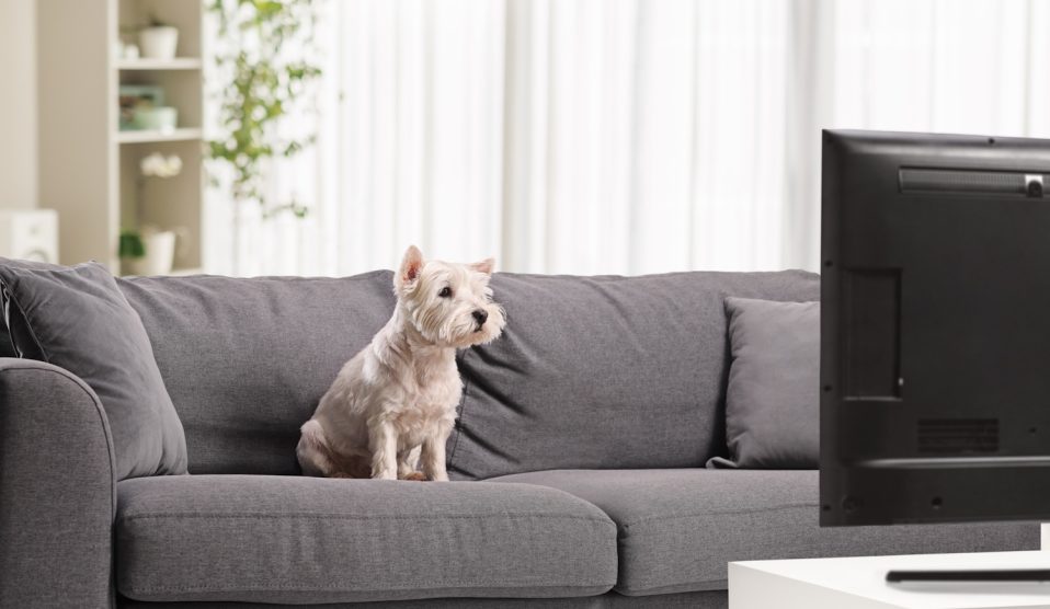 Kiskutya ül a kanapén és nézi a tévét