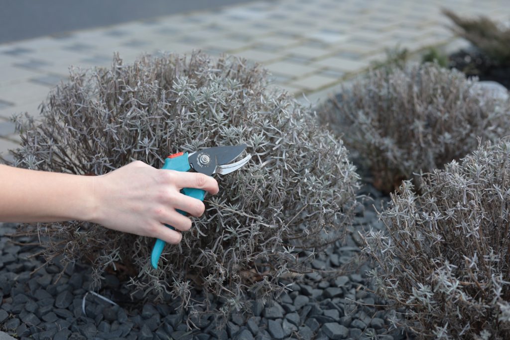 pruning lavender bush man with scissors trims lavender hedge | Meglepetés levendulát metsz nyáron egy férfi