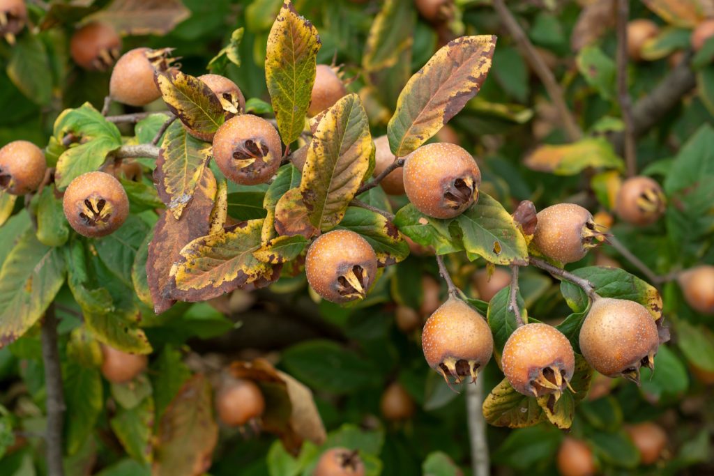 Common medlar, fruits on tree - Mespilus germanica | Meglepetés naspolya termése ősszel
