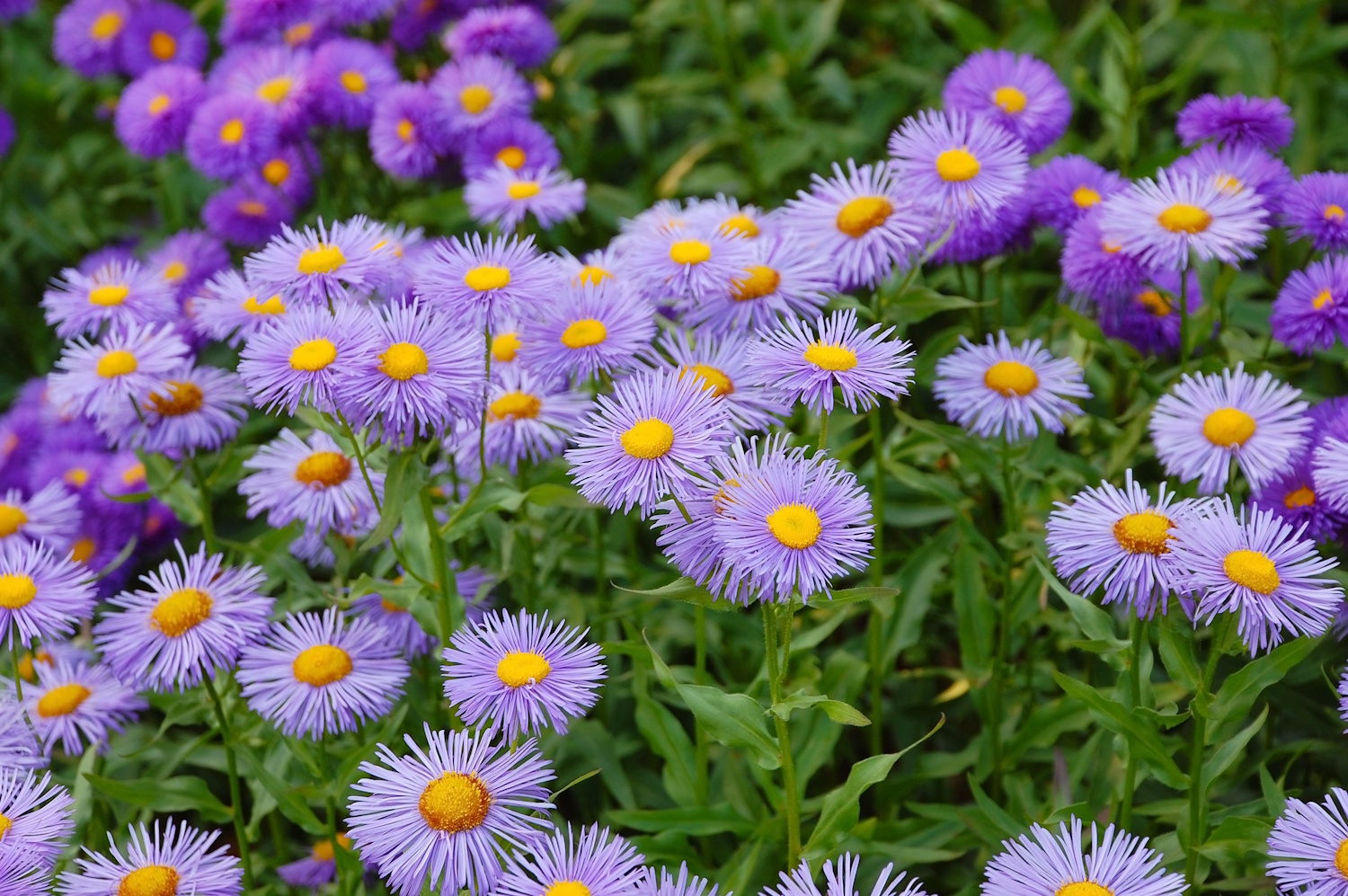 Garden full of purple aster flowers | Meglepetés Őszirózsa