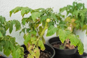 paradicsom sárguló és barnuló levelekkel a kertben