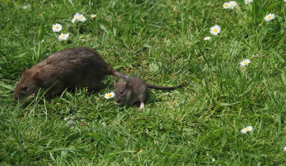 patkánylyuk | Meglepetés patkányok a kertben