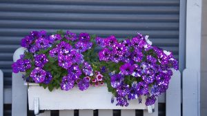 lila petúnia fehér pöttyökkel