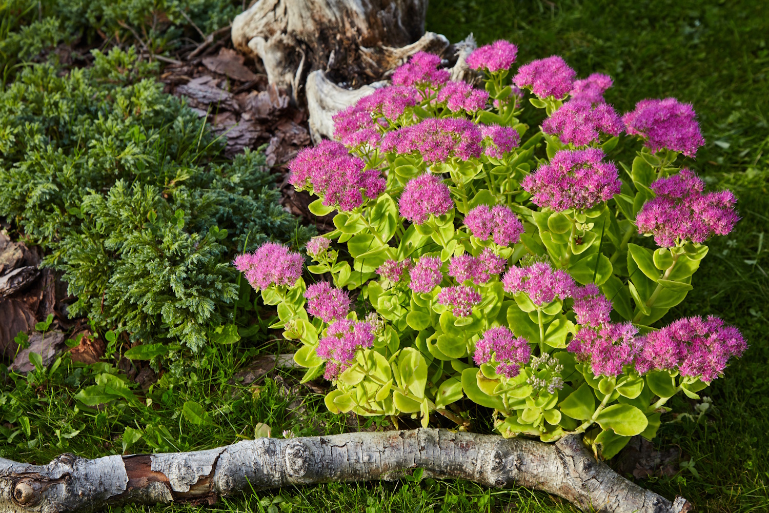 Blooming purple sedum in the garden bed in the park | Meglepetés Varjúháj
