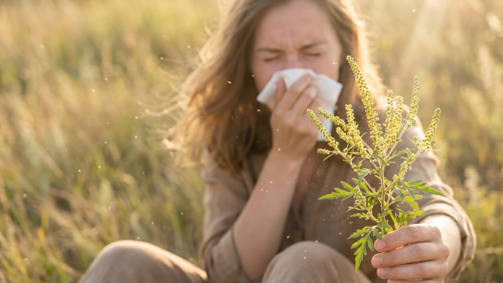 Parlagfüvet tartó allergiás nő ül a mezőn