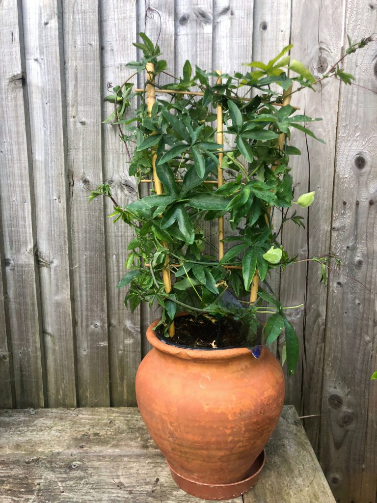 Passiflora | Meglepetés golgotavirág