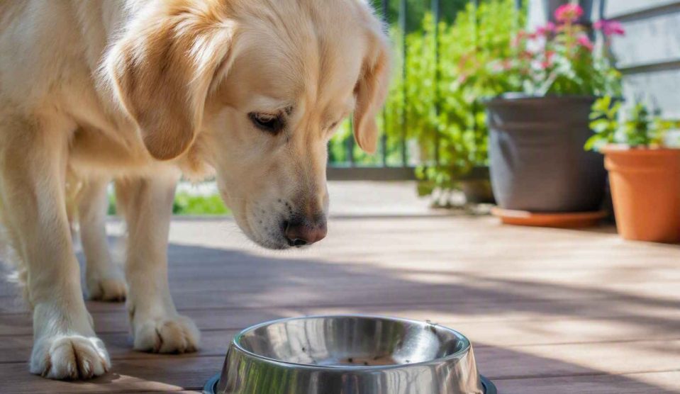 kutyatál hangya | Meglepetés Golden Retriever táljában hangyák