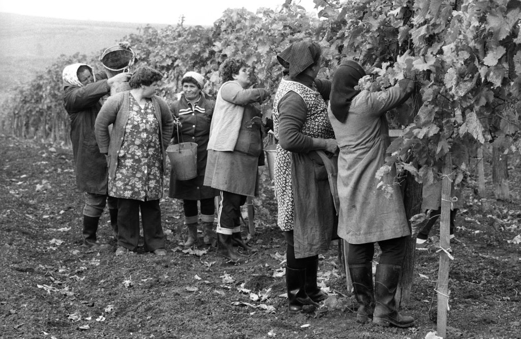 otthonka9 | Meglepetés 1985. Nők a szüretben otthonkában